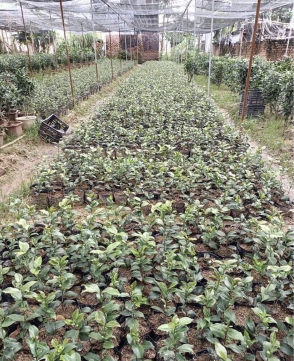giống bạch trà my