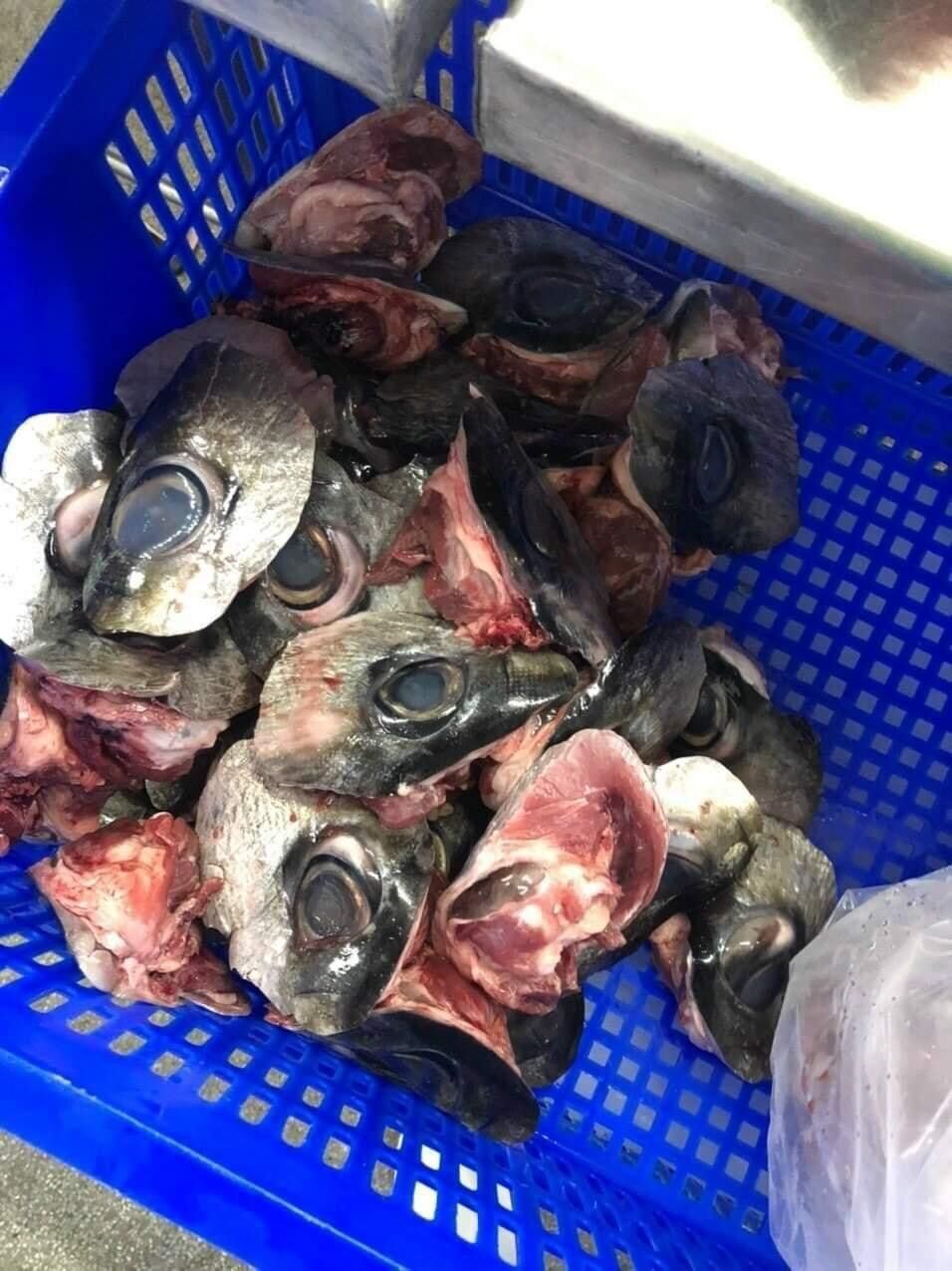 1kg Mắt cá ngừ đại dương