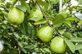 Lá Ổi đã sấy khô 1 ký hàng loại I