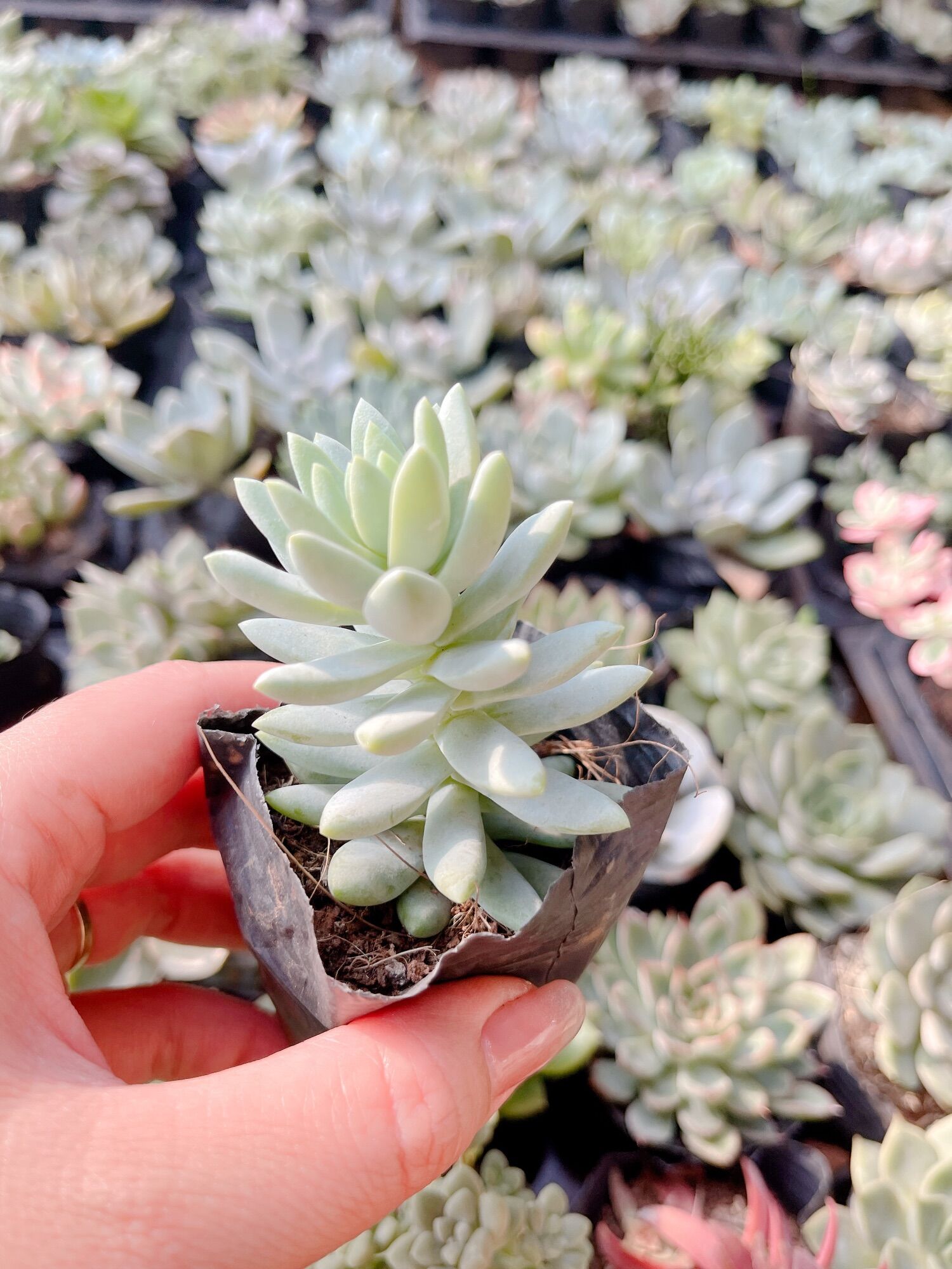 Sen đá chuỗi ngọc lam size bầu 3-5cm