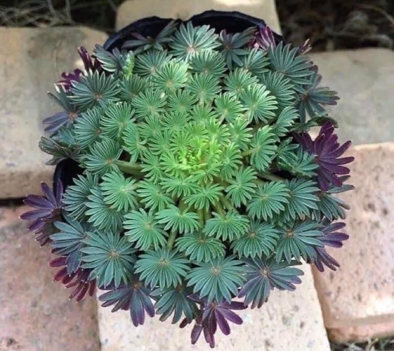 Củ oxalis cọ