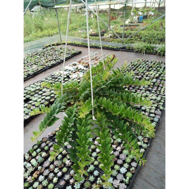 Cây hoa Son Môi chậu treo trang trí (CHẬU LỚN)