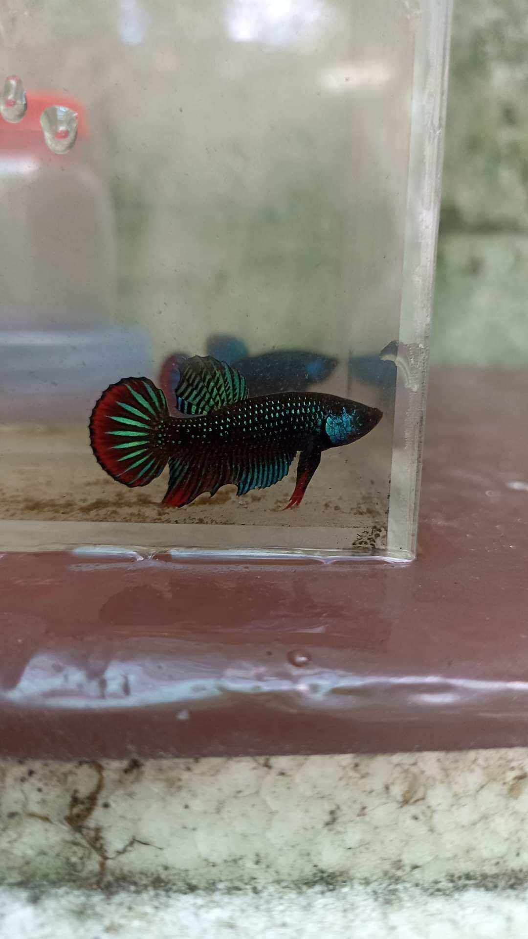 cá lia thia đồng