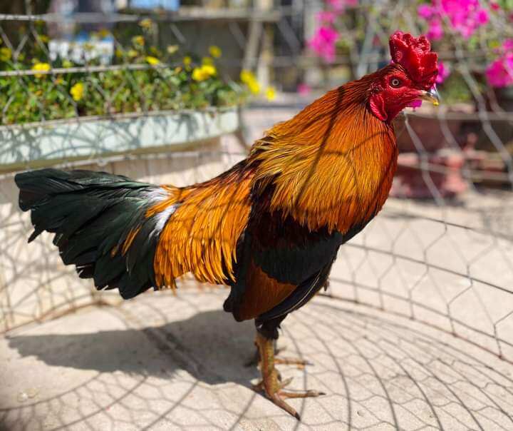 10 Trứng Gà chọi siêu cựa ấp nở con giống