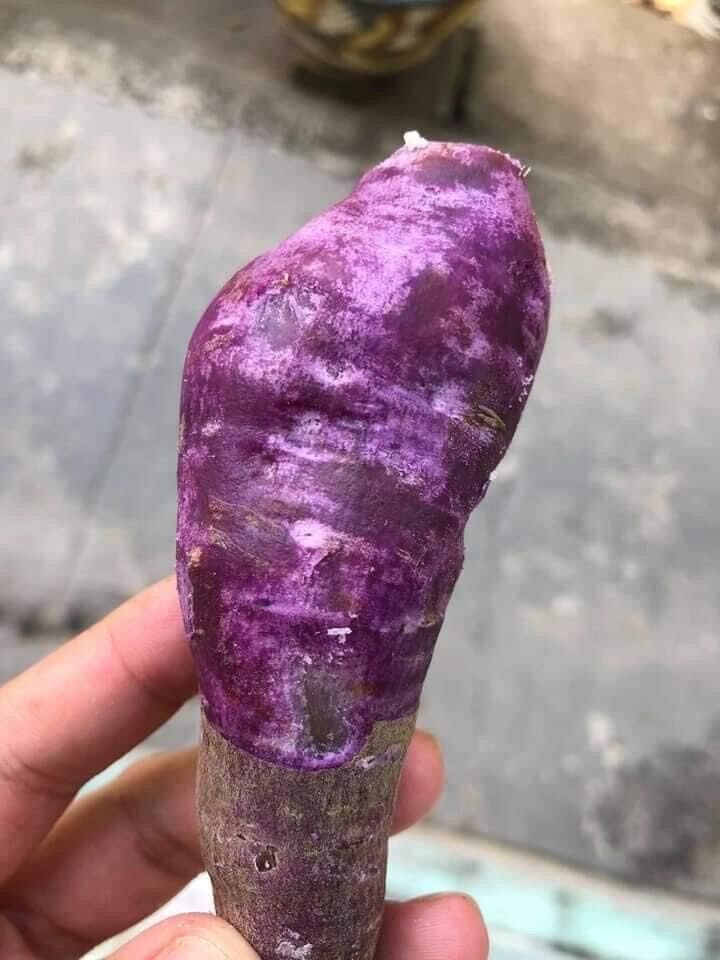 Combo 3kg Khoai lang dương ngọc