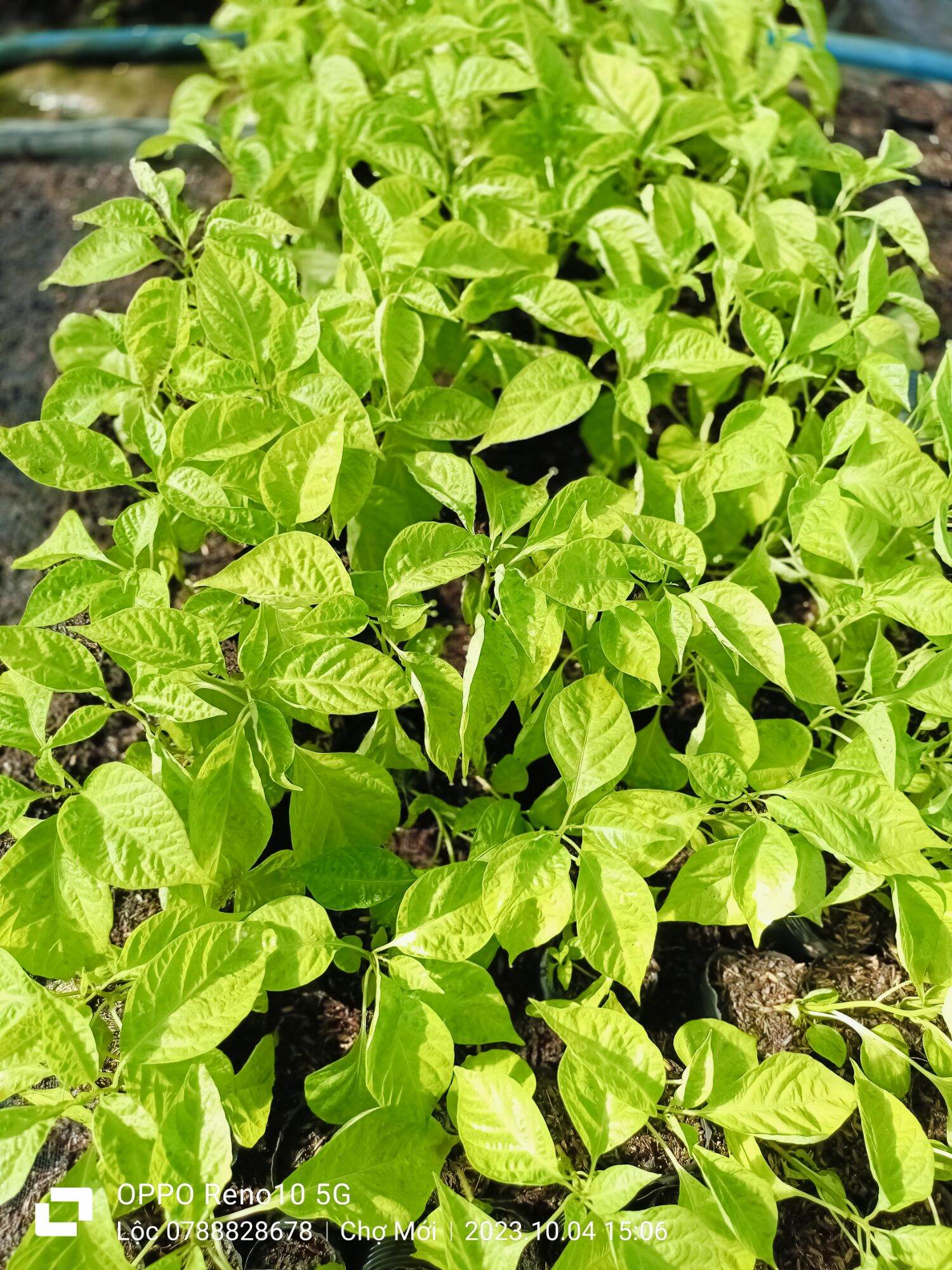 CÂY ỚT 7 POT Douglah choco CÂY GIỐNG