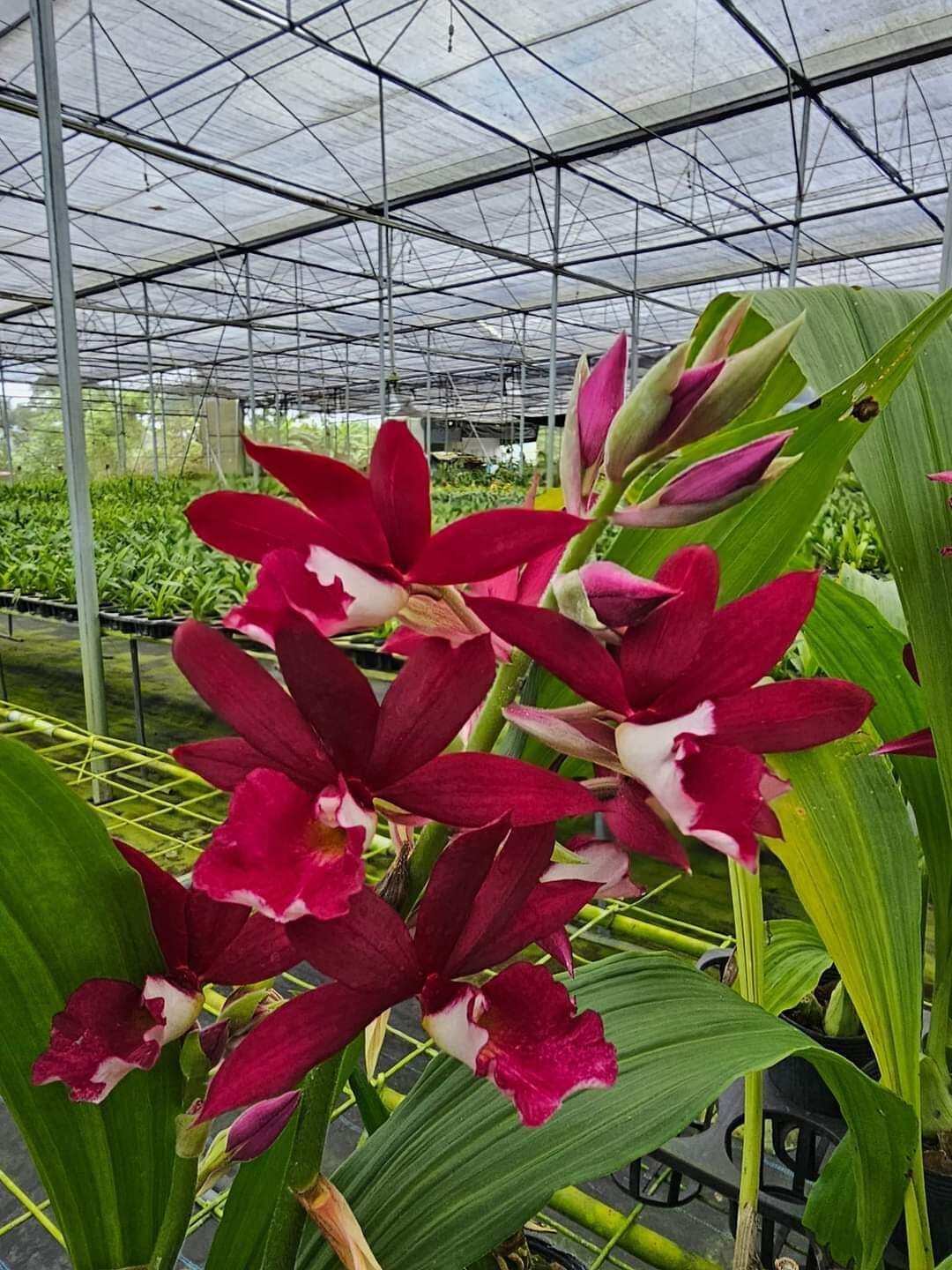 Cây giống địa Lan hạc đỉnh hoa đỏ