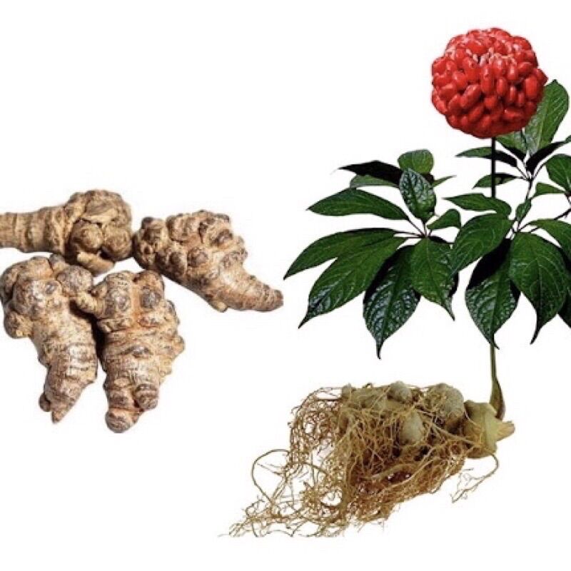 Tam thất củ to loại 1( bột-củ) 100g