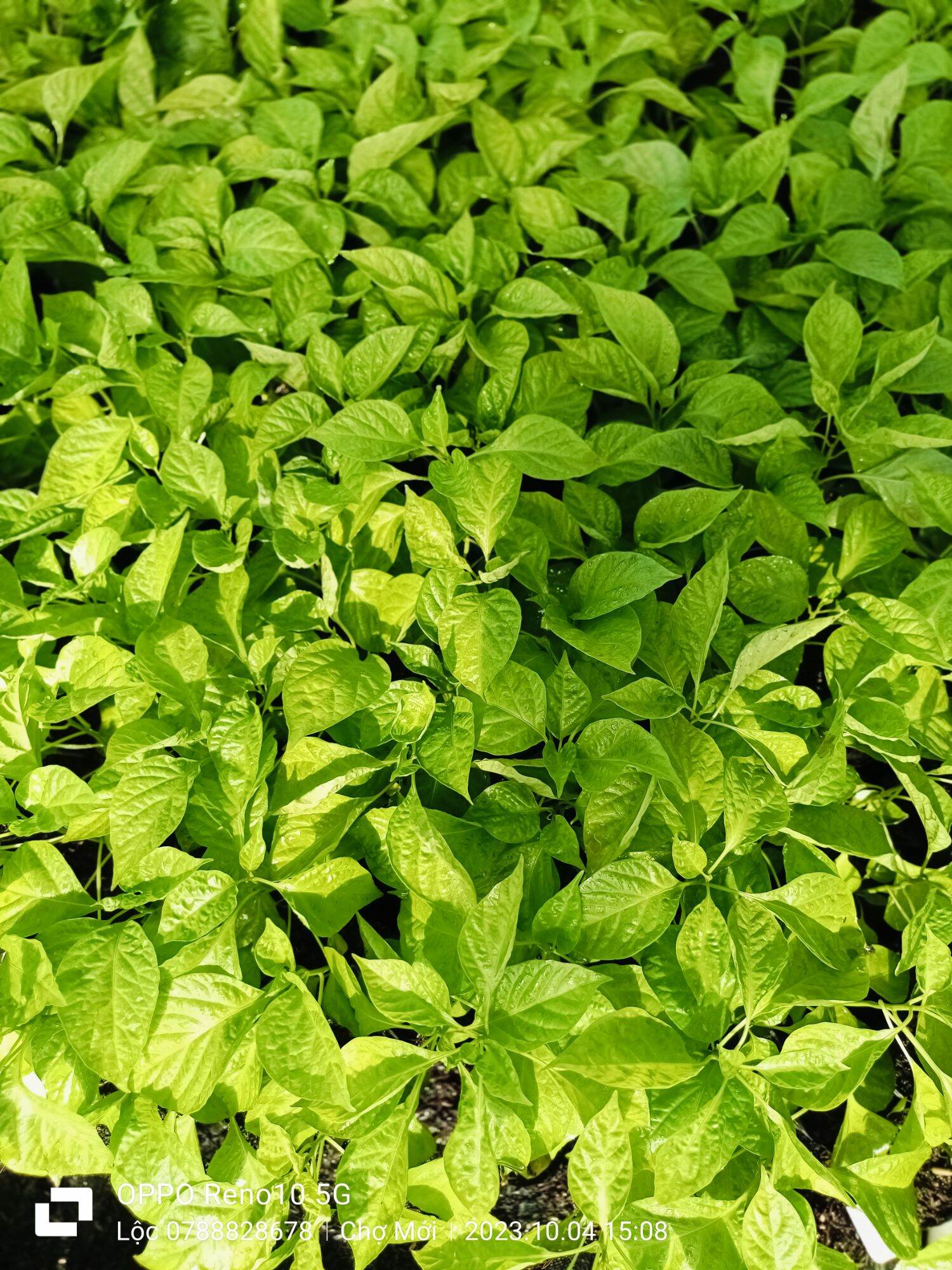 ỚT TRÁI TIM (ỚT GIỌT NƯỚC) CÂY GIỐNG