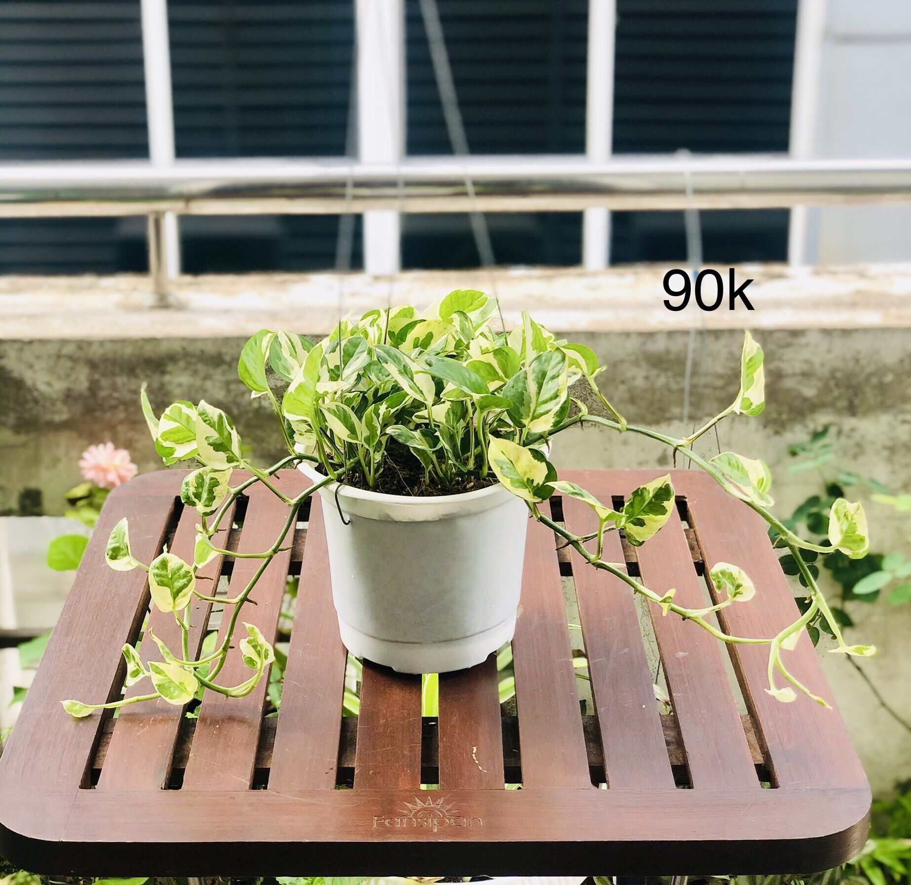 Chậu trầu bà cẩm thạch, trầu bà sữa treo