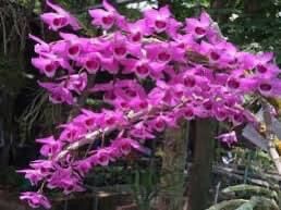 Hoa Lan Đột biến Trầm hương