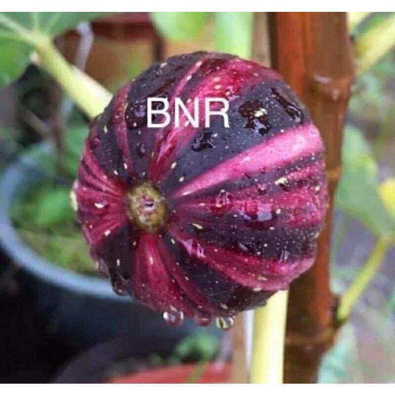Giống sung Mỹ - BNR chuẩn giống