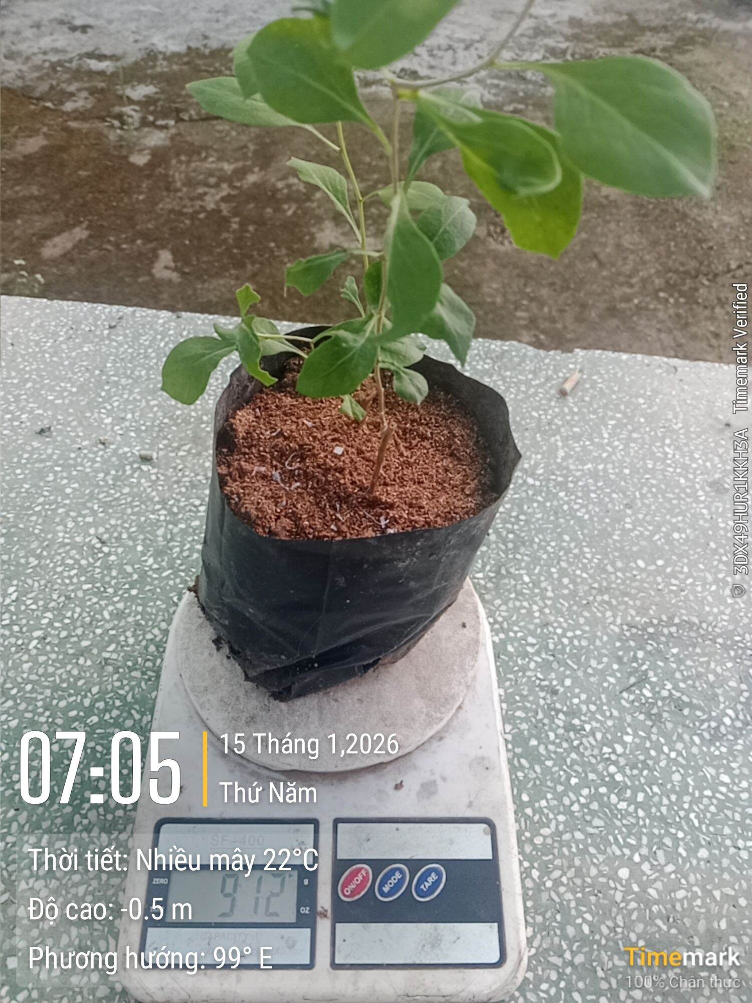 1 bầu 2 cây kỷ tử ăn trái hữu cơ 100 % giống mua 10 tặng 1