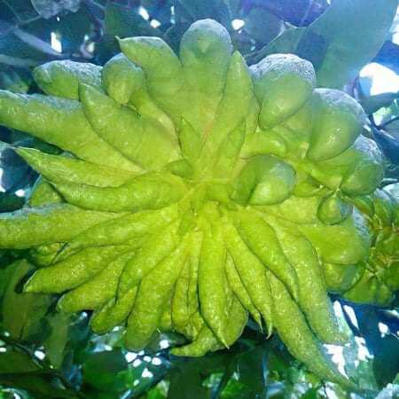 CÂY GIỐNG PHẬT THỦ SIÊU SỚM