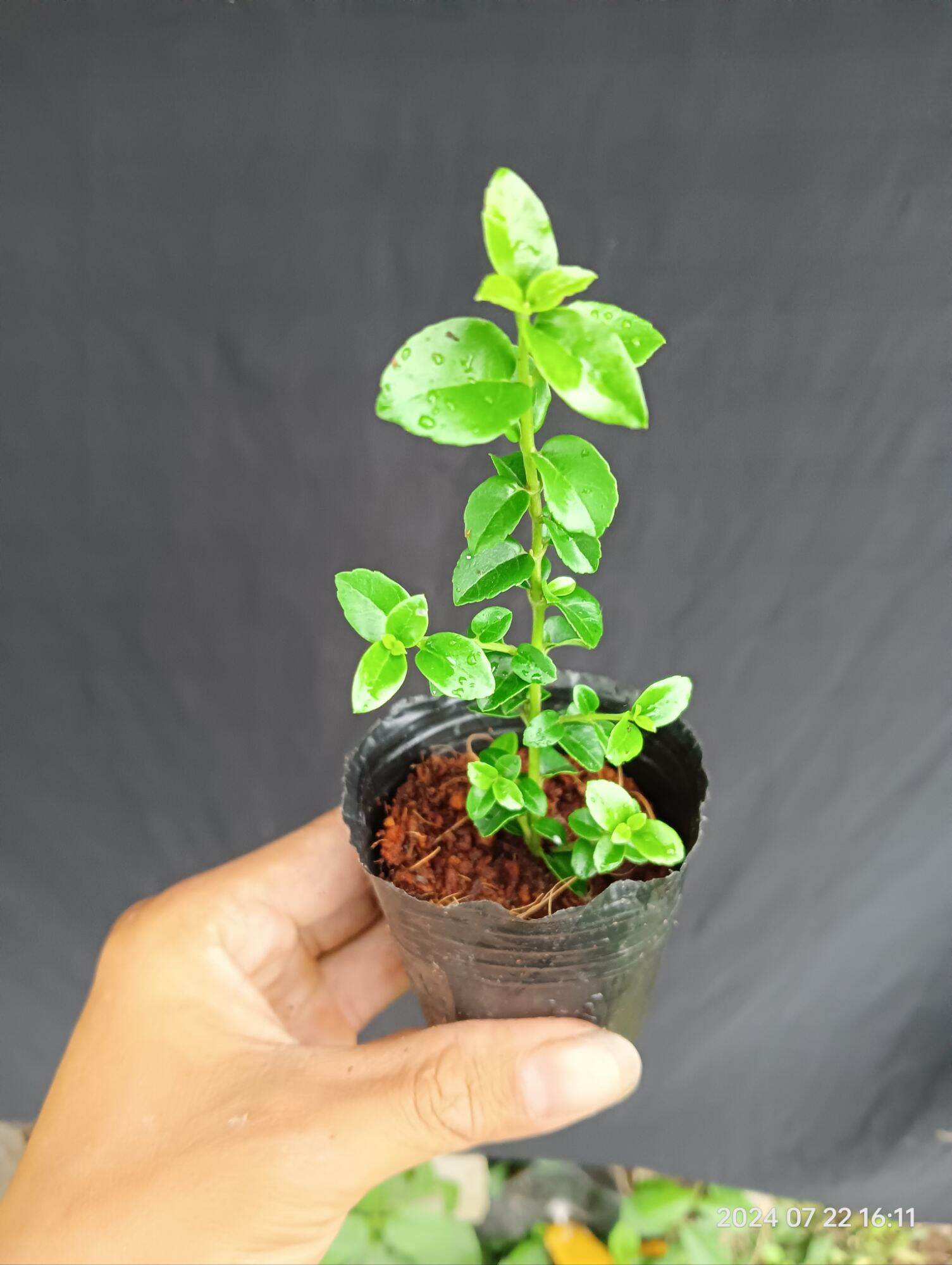 Cây giống sam hương làm bonsai mini