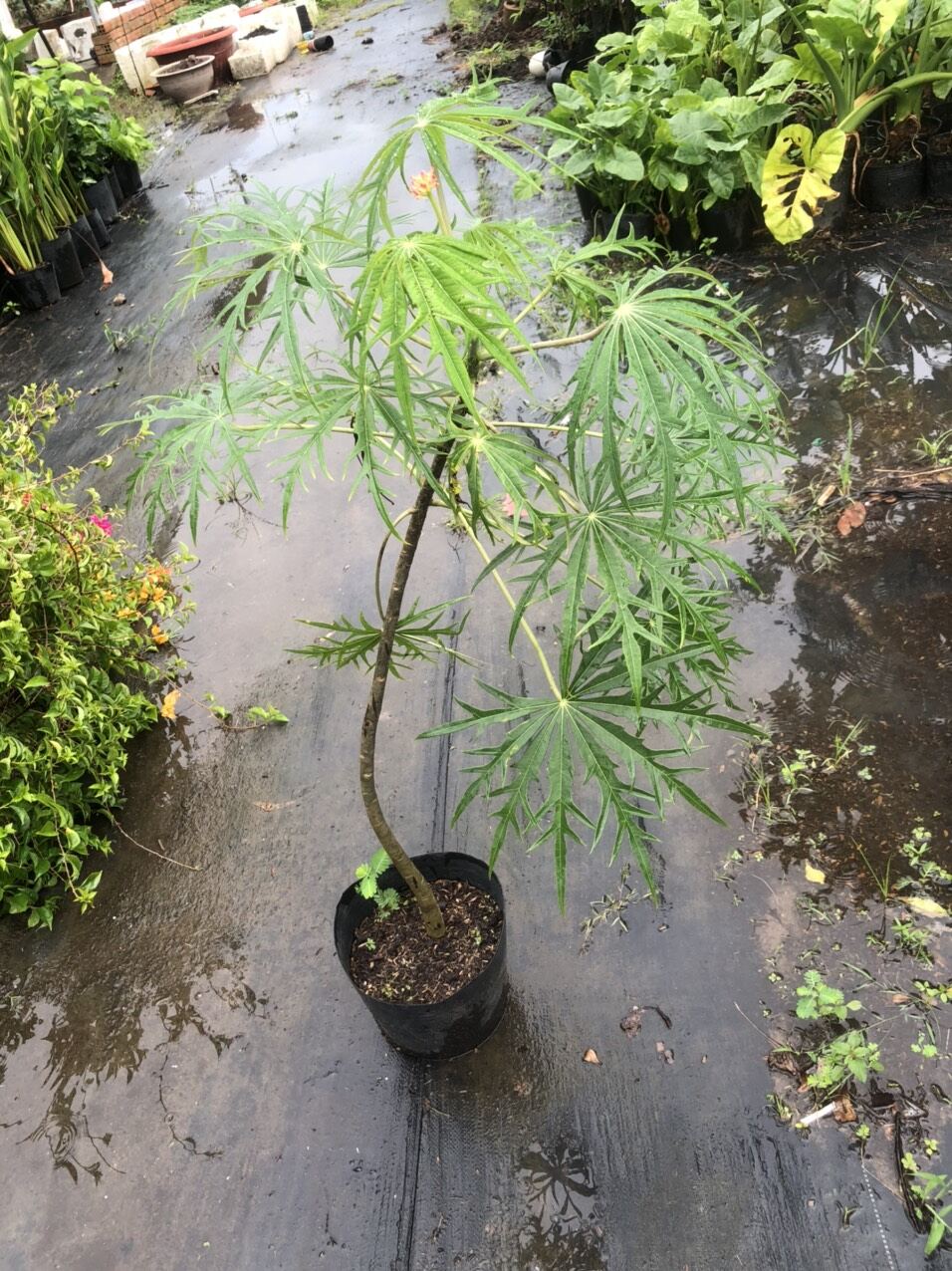Cây đỗ trọng cao từ 20-50cm