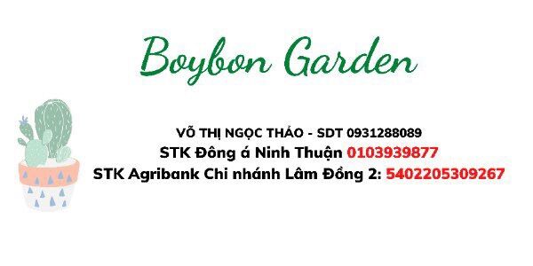 cây sen đá tay gấu lông nhiều móng