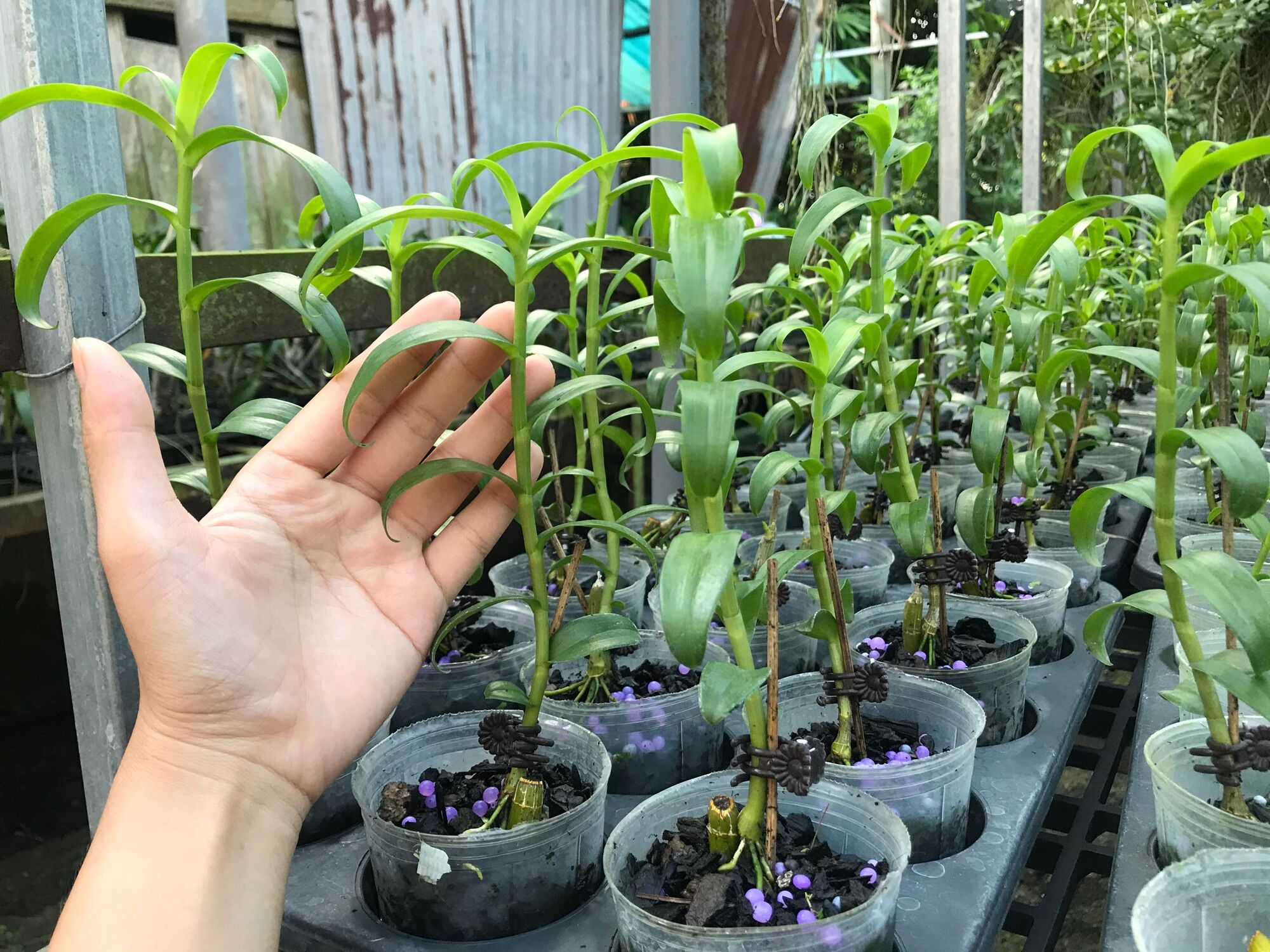 Lan Phi Điệp Chớp Mỹ
