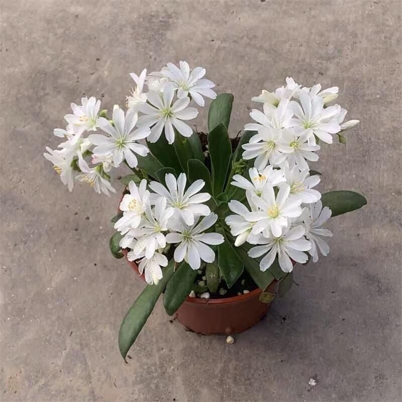 Hạt hoa lộ vy chuẩn Tết