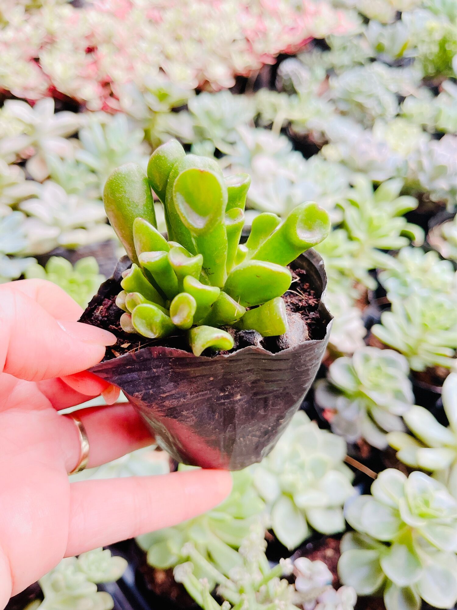 Sen đá ống điếu size bầu 3-5 cm