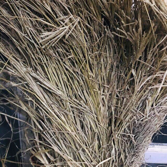 1kg cỏ mần trầu khô hàng loại 1.