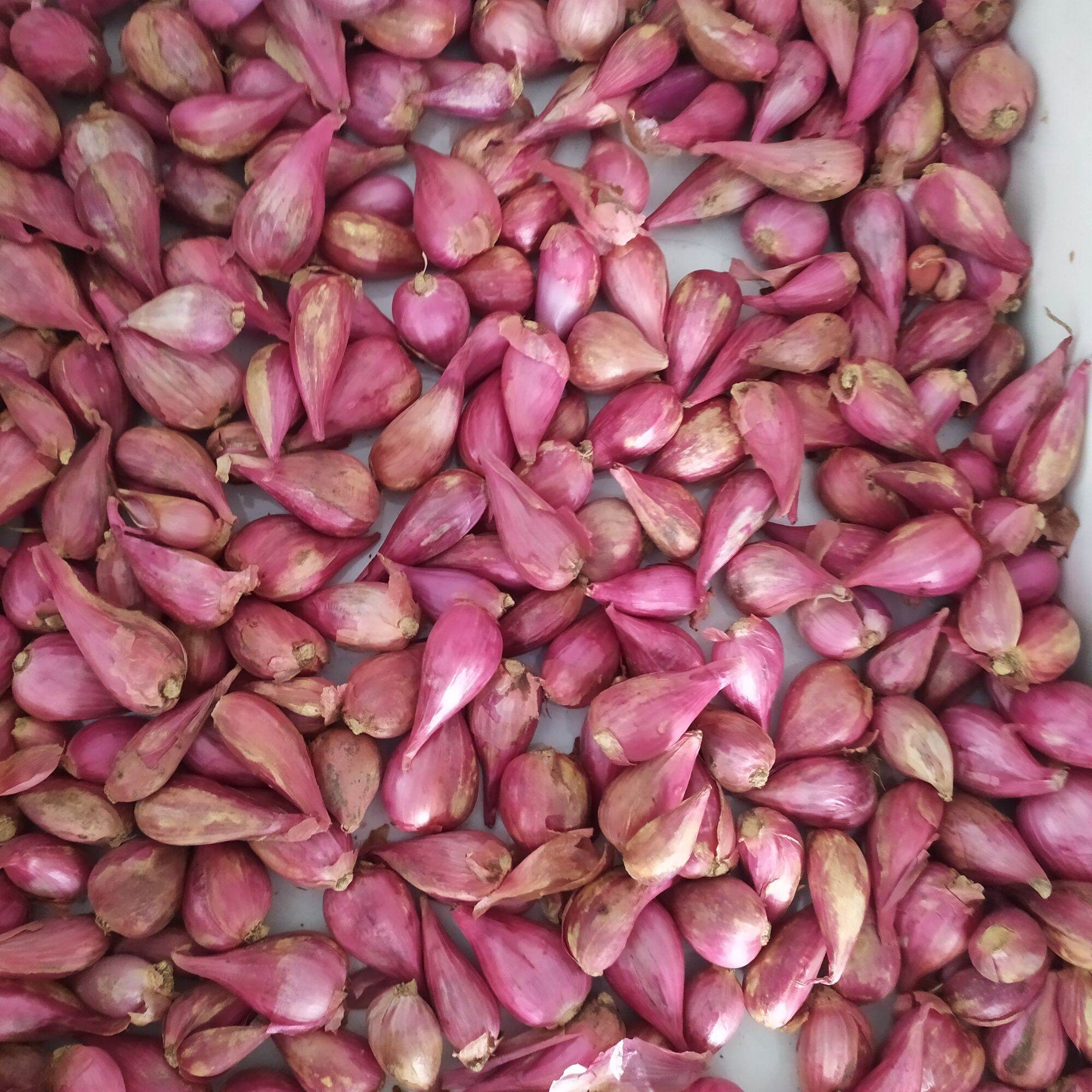 Hành tím khô Phan Rang được phân loại củ đều, đẹp