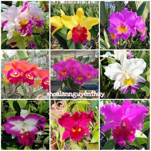 Cattleya chọn được màu cây trưởng thành