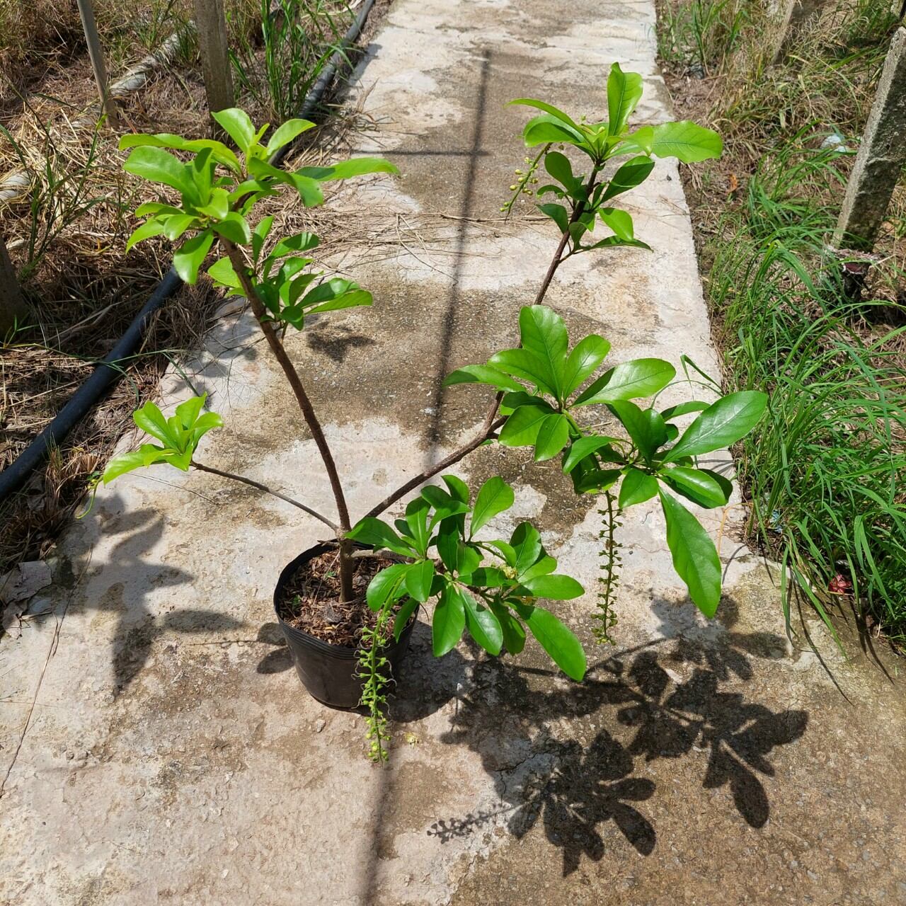 Cây hoa Lộc vừng hoa vàng