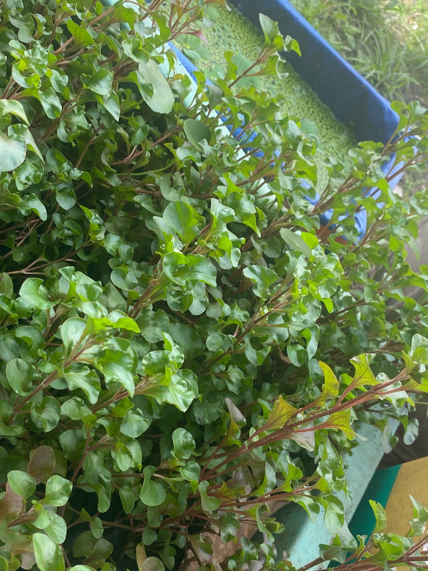 Cây dền nhật thuỷ sinh cho hồ cá tép cảnh