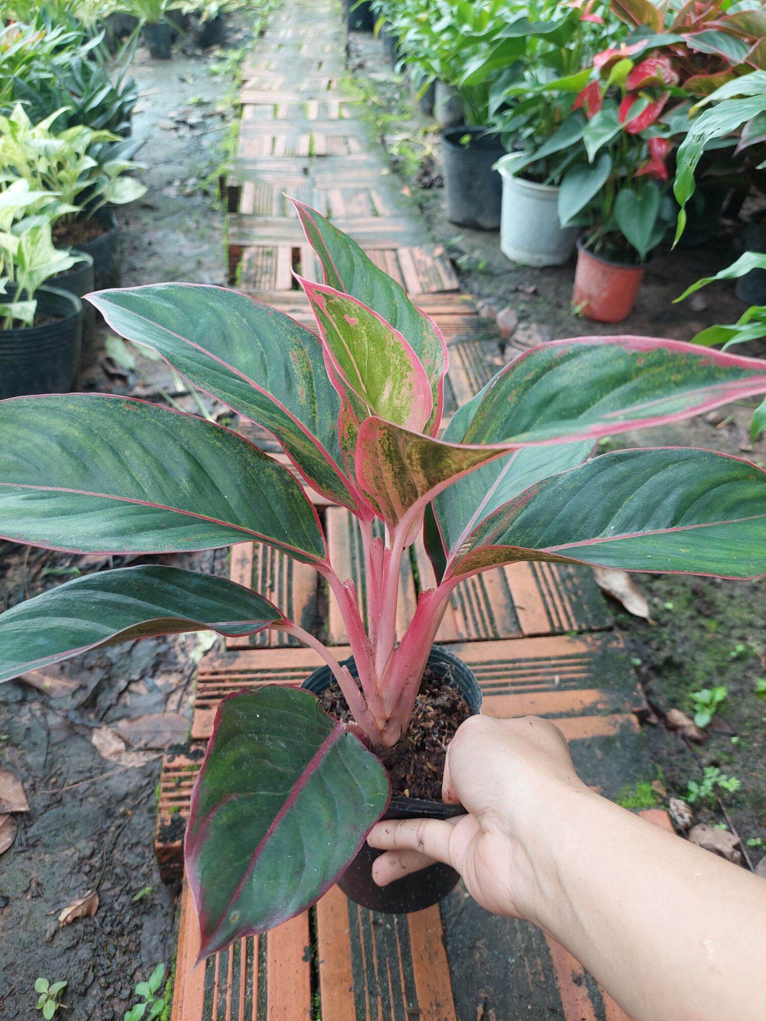 Cây phú quý - cây để bàn - phong thủy (mua từ 5 cây trở lên tặng thêm 1 cây)