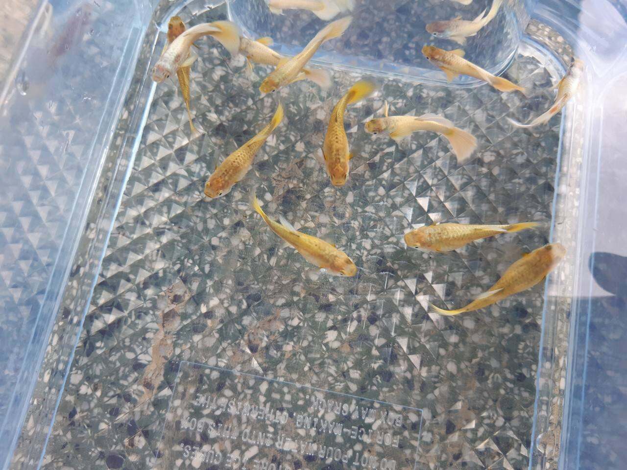 cá bảy màu full gold thịt đen