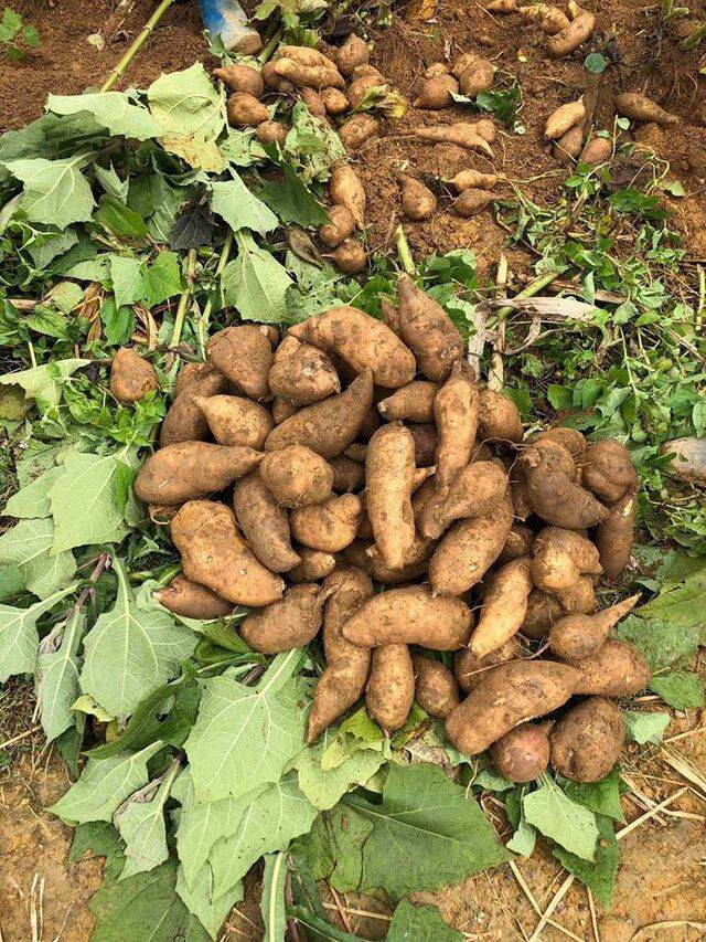 Sâm Đất - Hoàng Sin Cô Vùng Cao Tây Bắc ( Giá 2 kg )