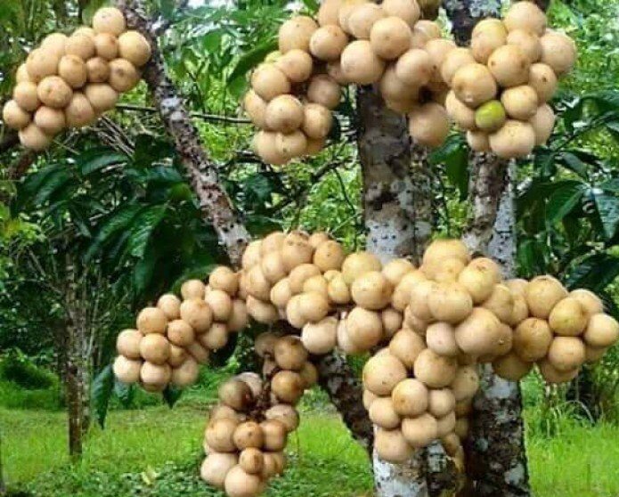 Cây giống Bòn Bon Thái
