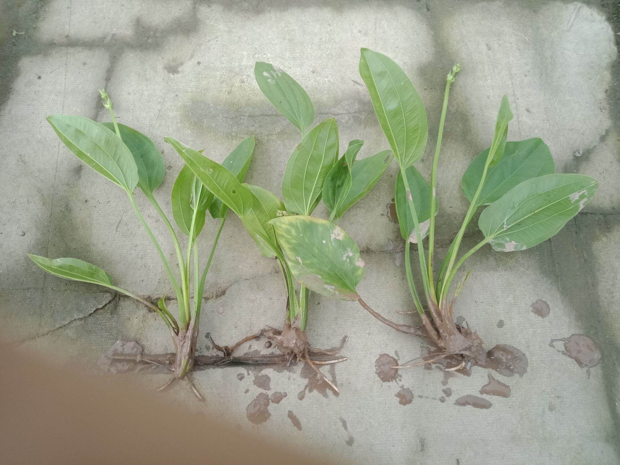 com bo 3 cây bách thủy tiên đơn
