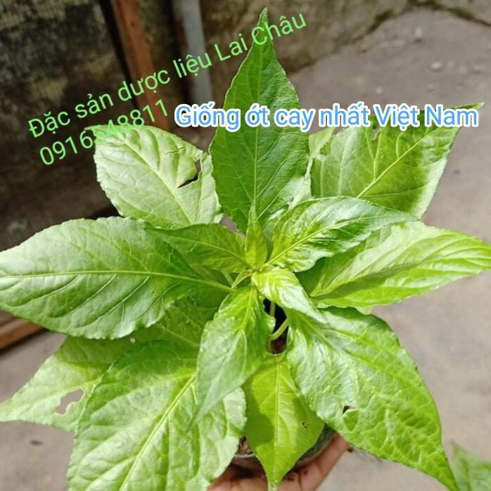 1 cây giống ớt Trung Đoàn, ớt cay nhất Việt Nam