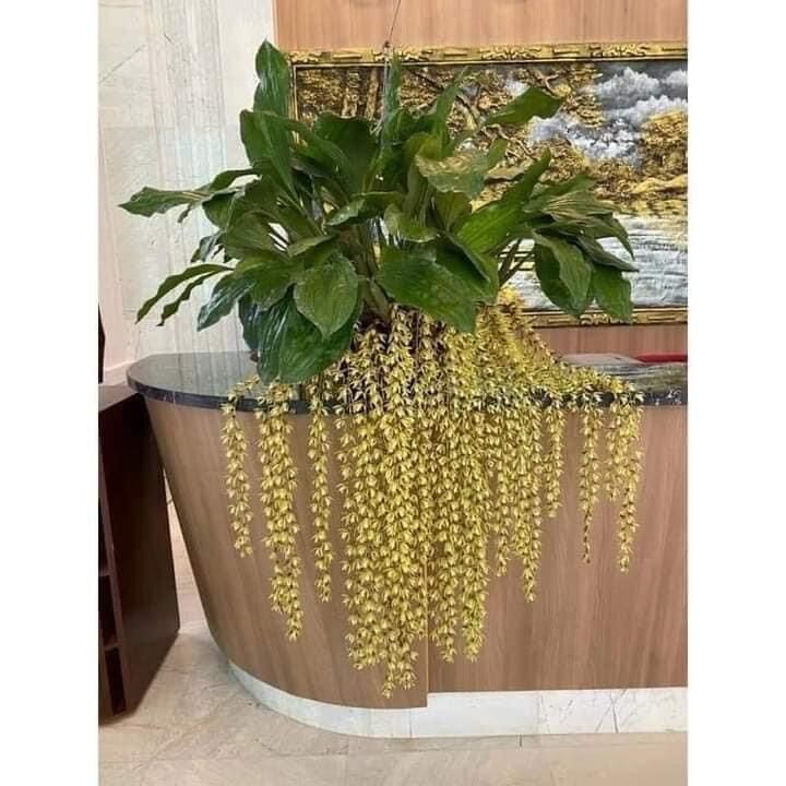 Hoa Lan tục đoạn đuôi phượng