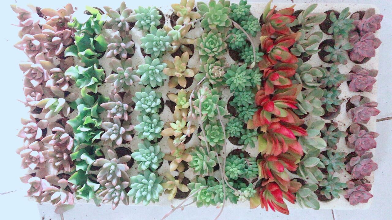 84 Cây Sen Đá Nhỏ