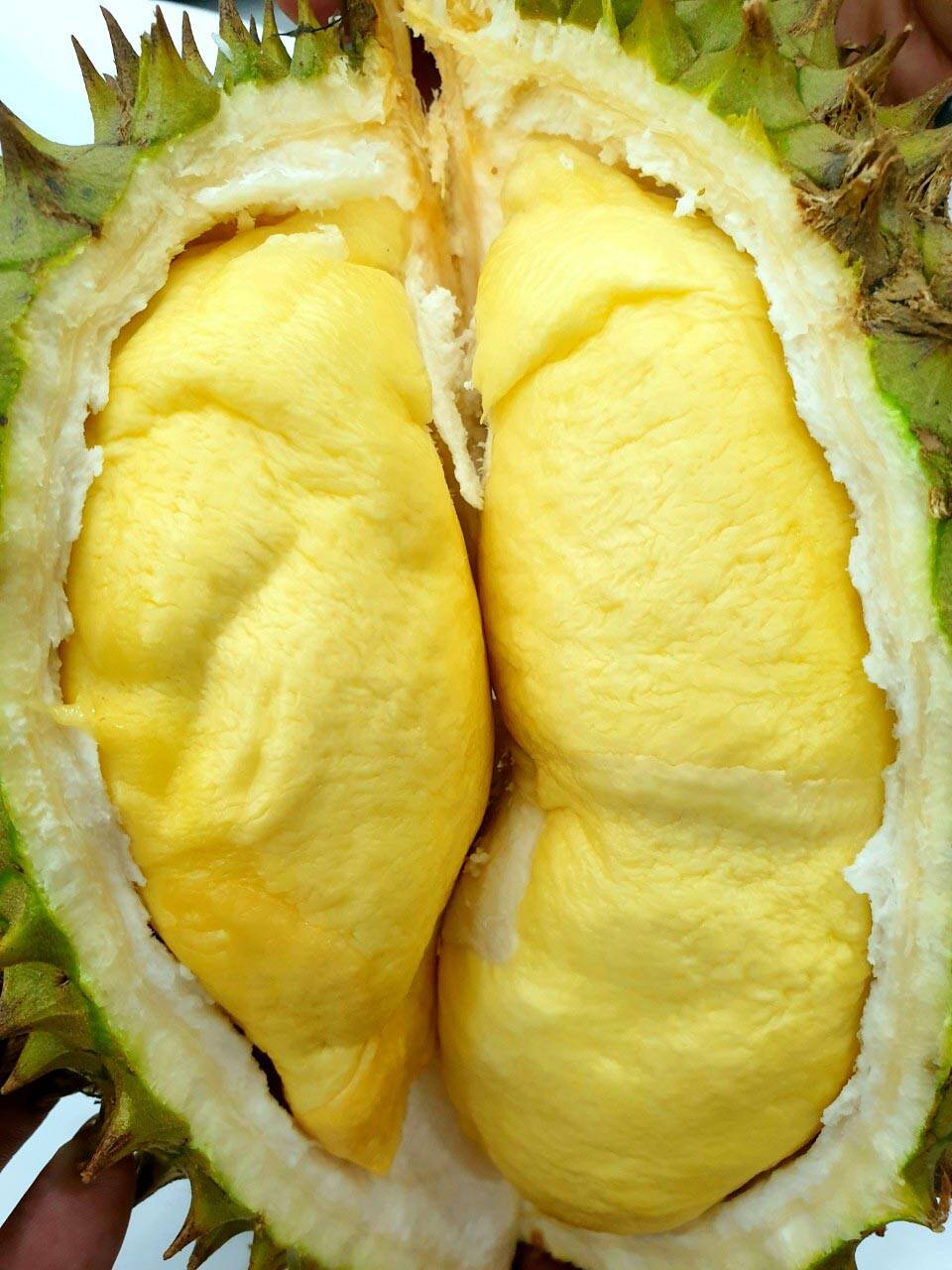 Sầu ri6