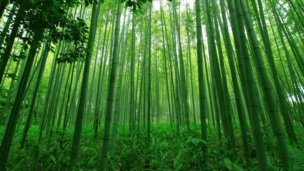 Cây tre xanh(tre đắng ) cây giống