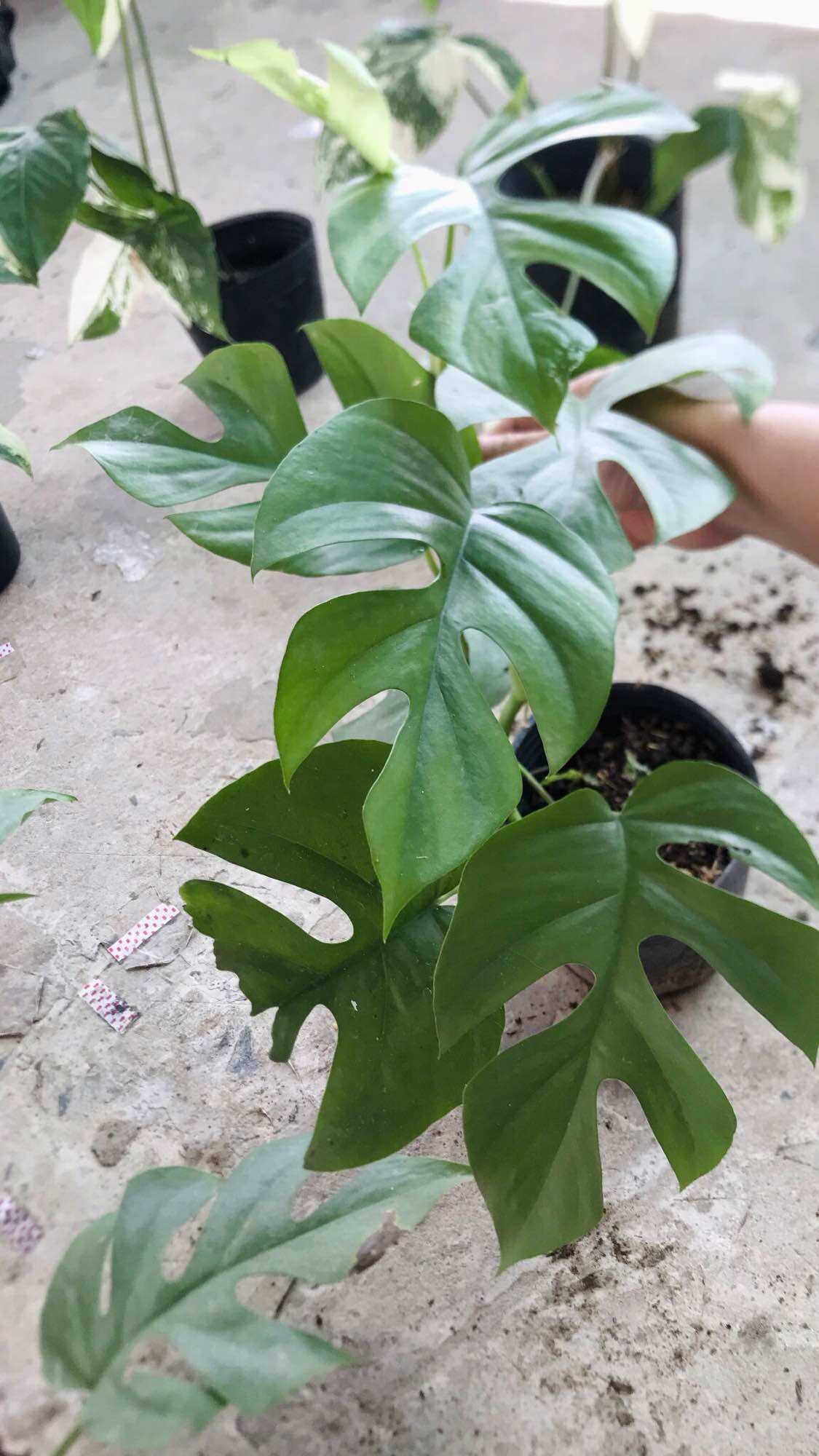 Cây trầu bà leo cột mon mini