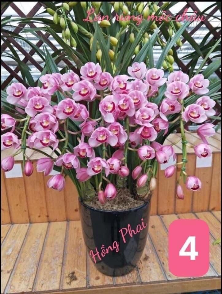 Kiếm thái (1caay)