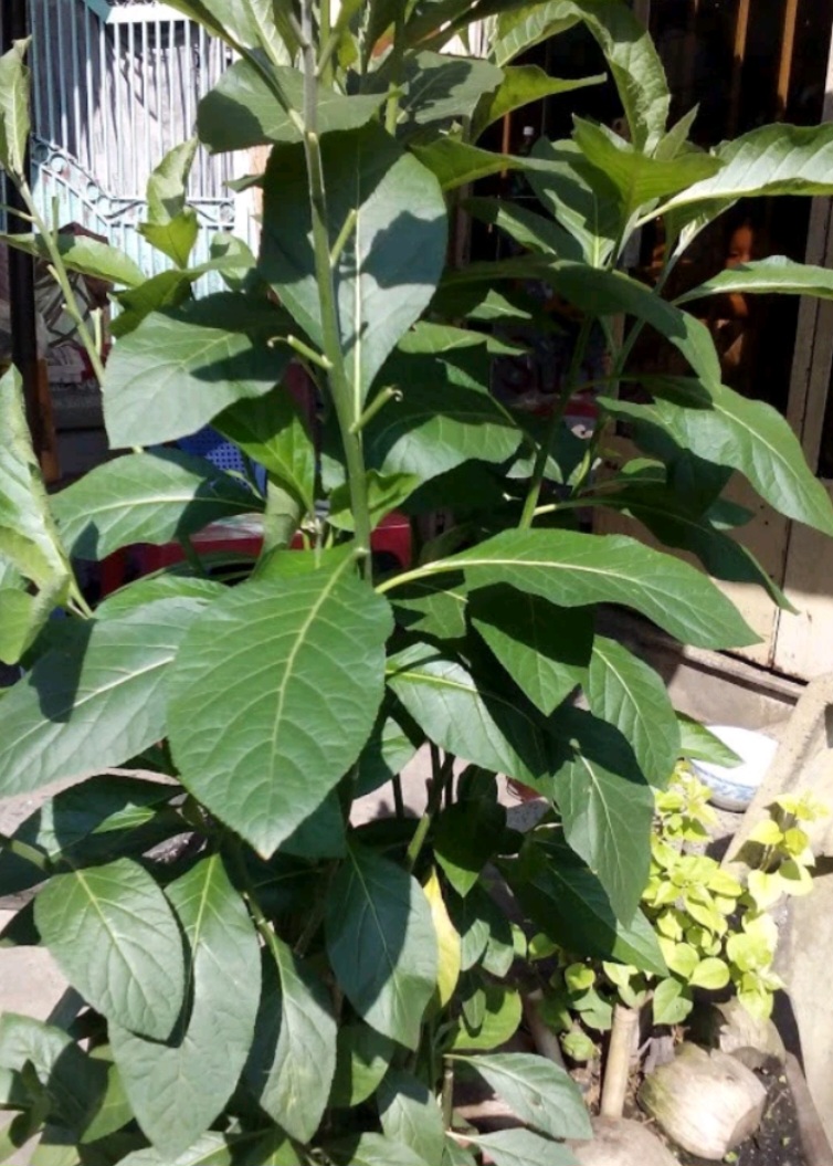 Lá Cây Mật Gấu - Cây Lá Đắng Khô ( 1 Kg)