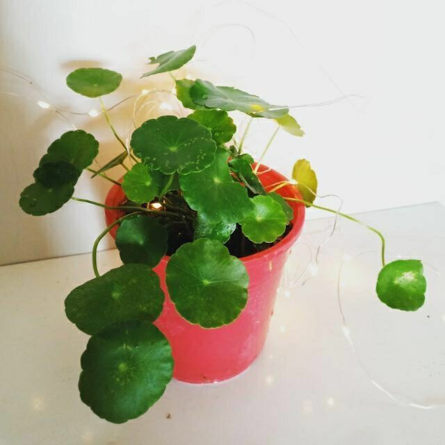 Cây cỏ đồng tiền