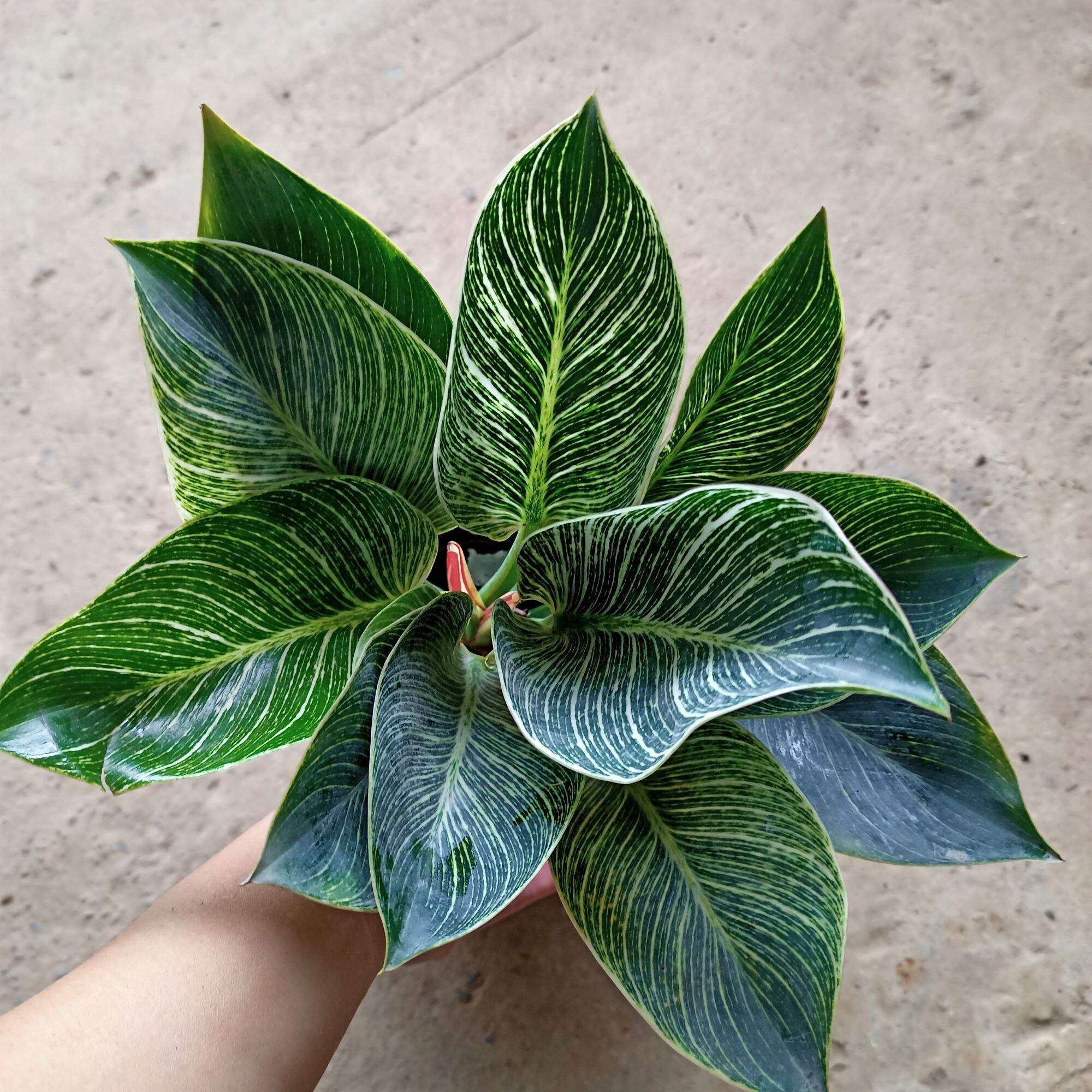 Chậu cây đế vương kim cương
