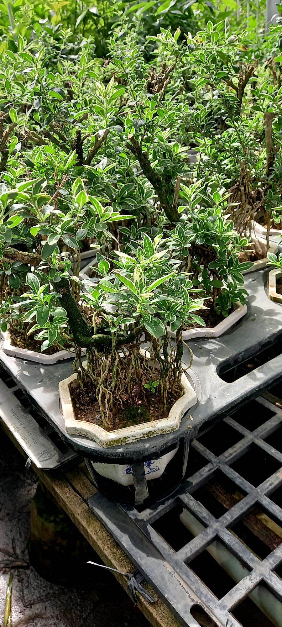 Cây Bạch Tuyết Mai Bonsai