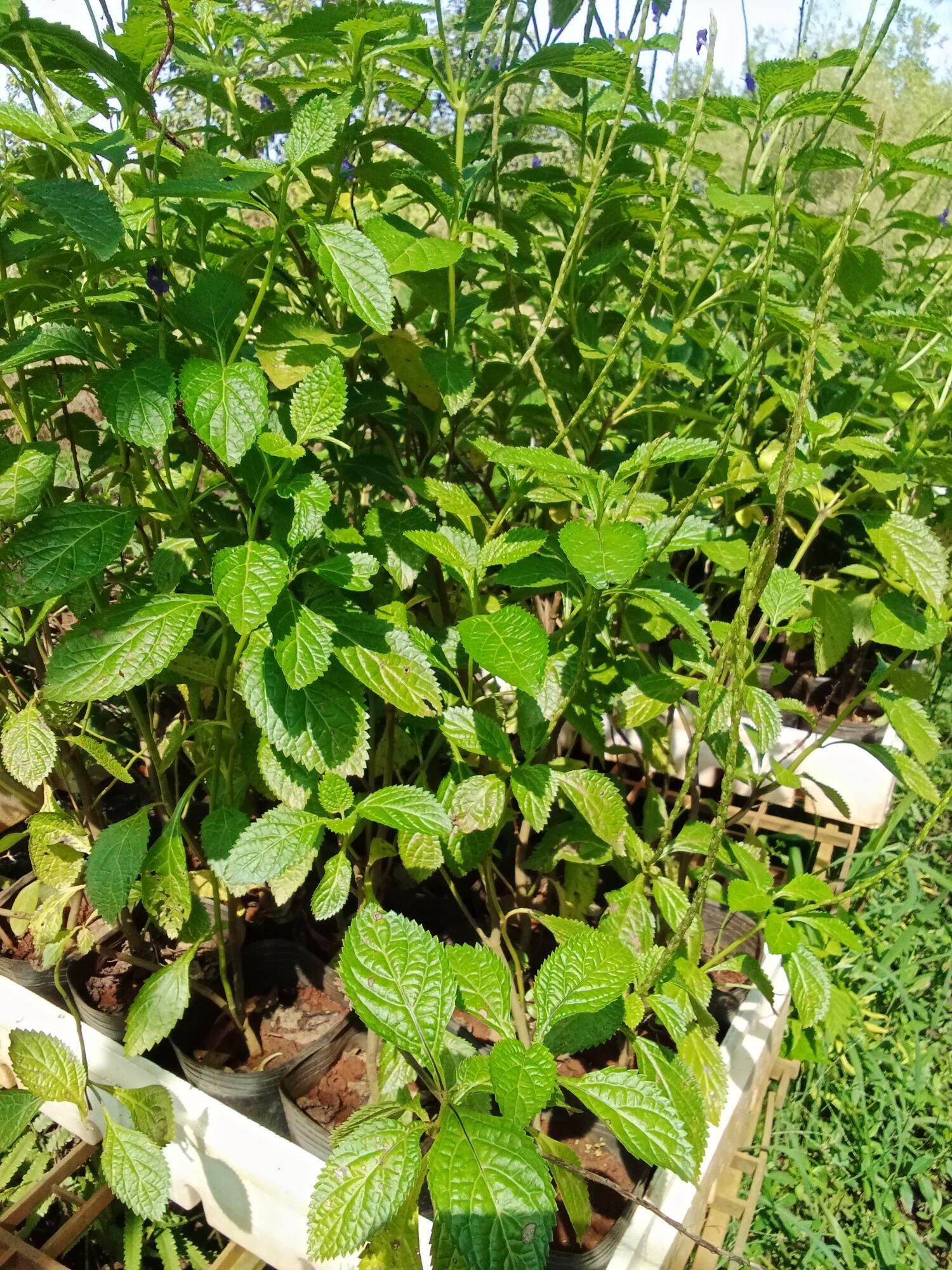 Cây đuôi chuột (cây mạch lạc)