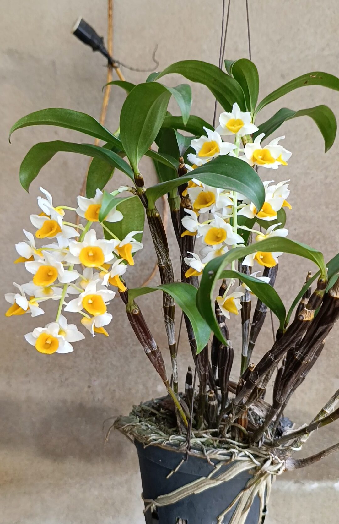 Cây giống Lan Kiều Mỡ Gà thân tím