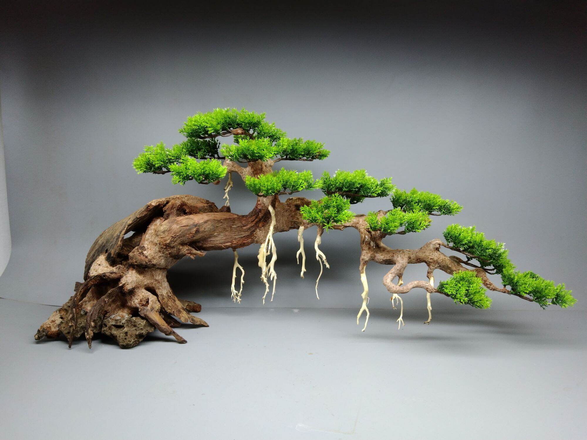 Cây gỗ lũa bonsai tán xòe ngang tán tùng