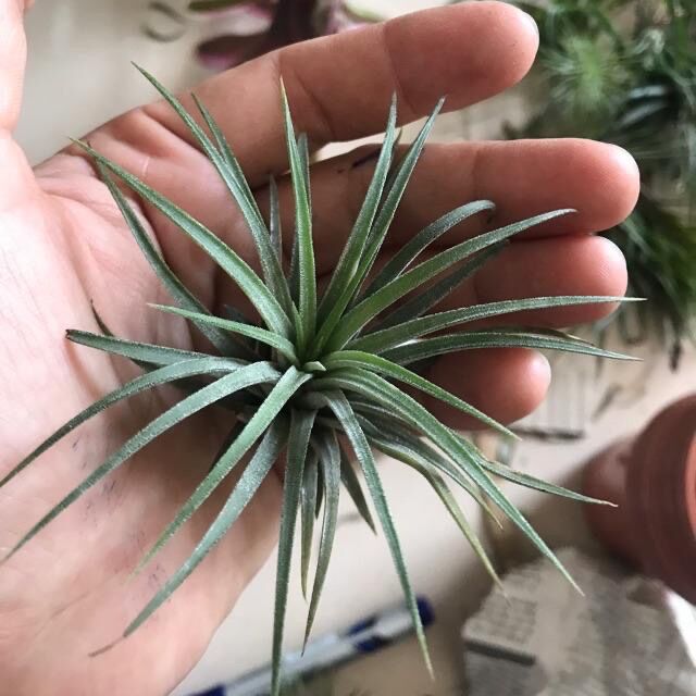 [HCM]Cây không khí ionantha cây lẻ