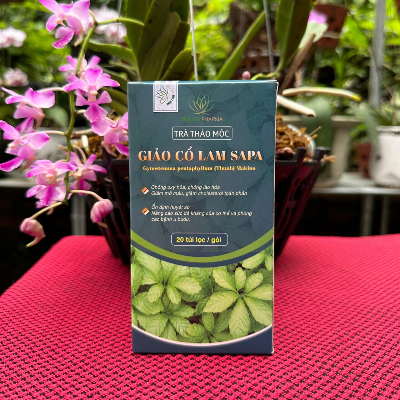 Trà thảo dược giảo cổ lam sapa